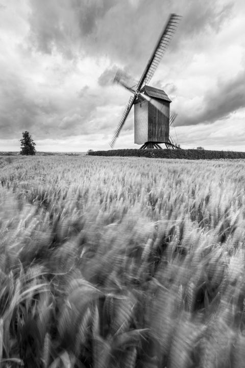 Mill and wheat field