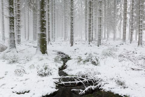Sprookjesbos in de sneeuw