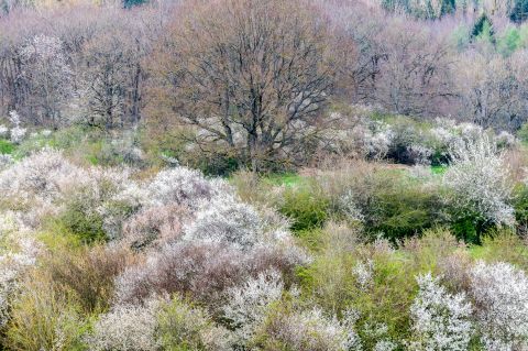 Sleedoorn in bloei | Wellin, Luxemburg