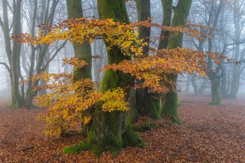 Beuk in de herfst