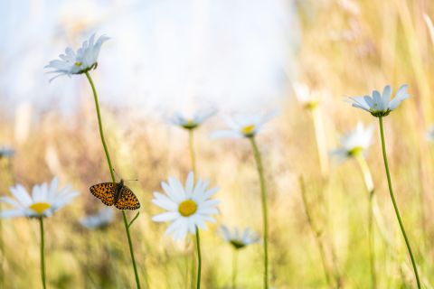 Webinar vlinderfotografie