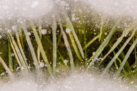 Gras ingevroren in het ijs