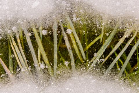 Frozen grass