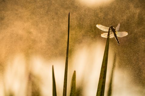 Scarlet Dragonfly