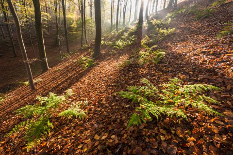 Herfst in het Hotondbos