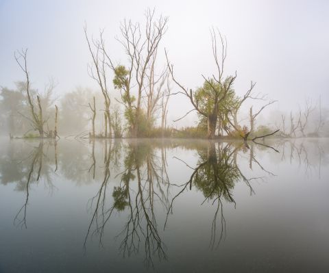 Mistige dode bomen langs de Schelde