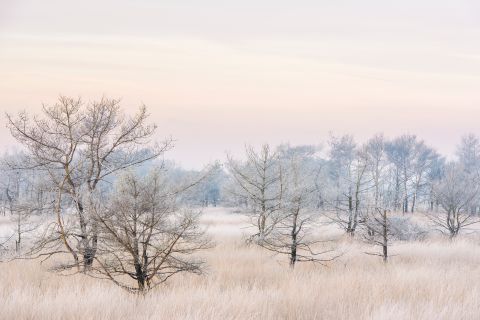 Aangevroren bomen ter hoogte van de wilgenduinen.