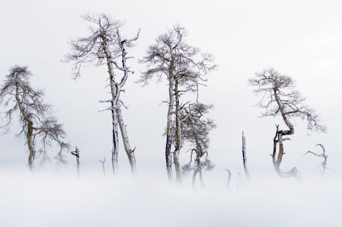 Zwevende bomen