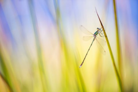 Southern emerald damselfly