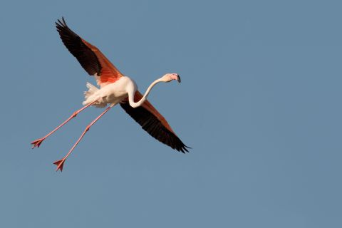 Landing Flamingo