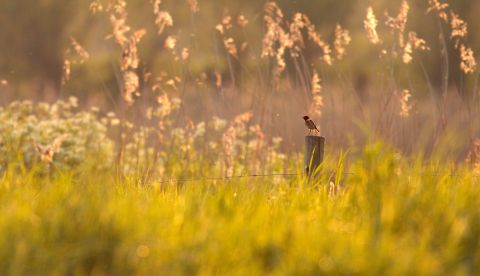 Roodborsttapuit in meersenlandschap