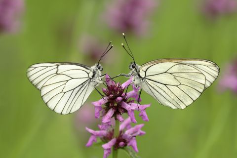 Black-veined whites on flower