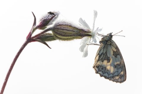 High key of Marbled white