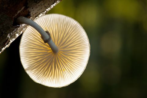 Porseleinzwam in tegenlicht