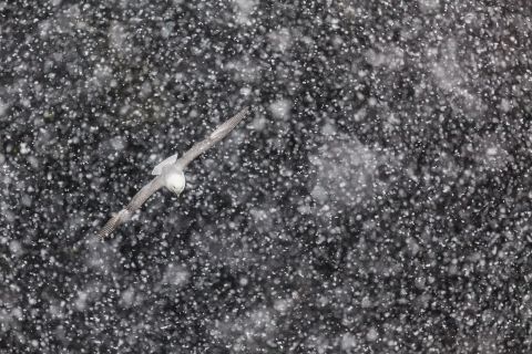 Stormvogel in de sneeuw