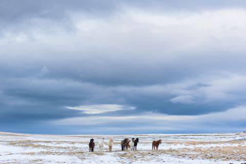 IJslandse paarden onder driegende wolkenlucht
